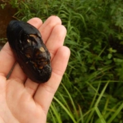 05_MULETTE_MORTEbdrecadre_CR DRONEKIPEUT